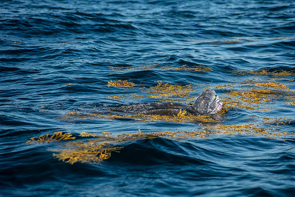 Leatherback-1120