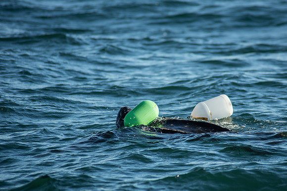 Leatherback-1