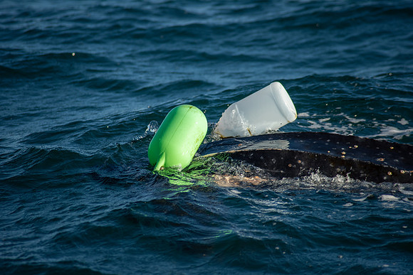 Leatherback-11