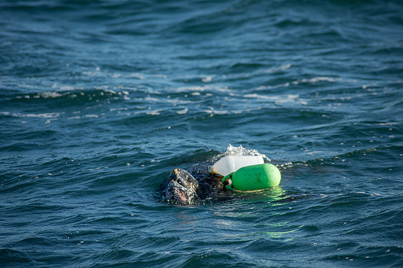 Leatherback-8