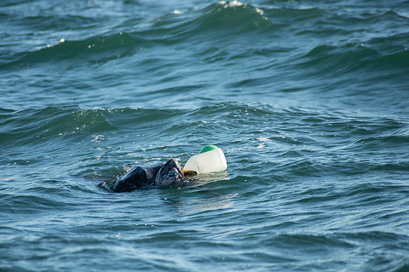 Leatherback-3