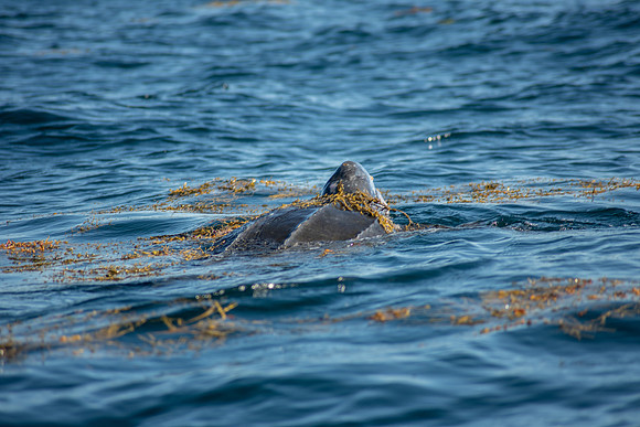 Leatherback-1156