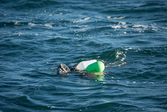 Leatherback-7