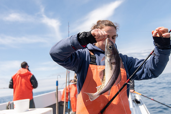 Haddock