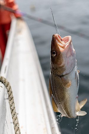 Codfish