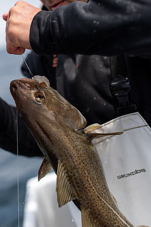 Atlantic Codfish