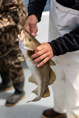 Codfish