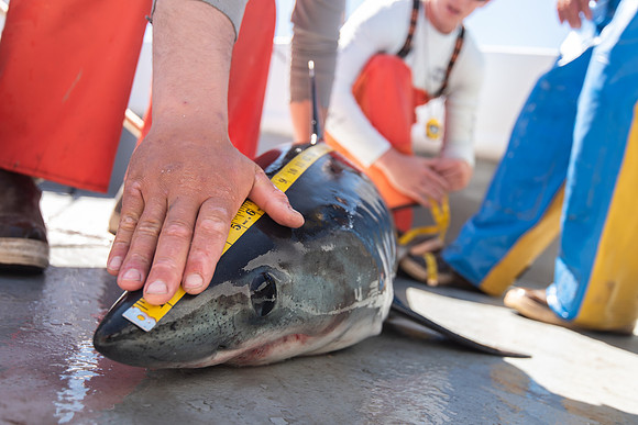 Porbeagle shark