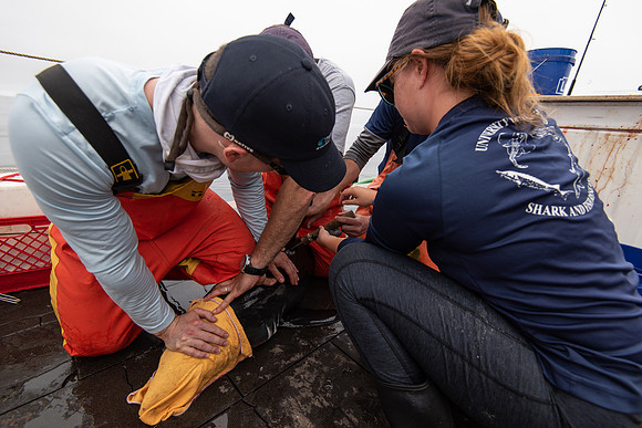 Porbeagle satellite tagging research