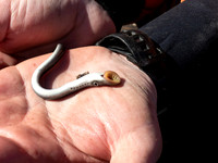 Sea Lamprey, Parker River MA
