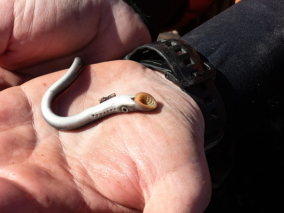 Sea Lamprey, Parker River MA