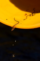 American Eel