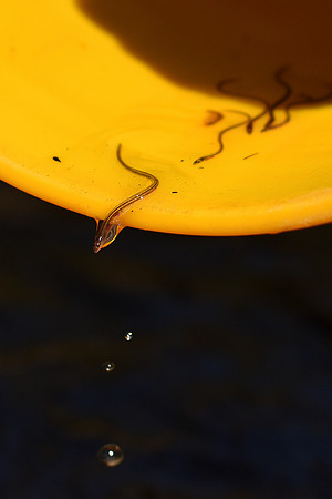 American Eel
