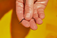 American Eel