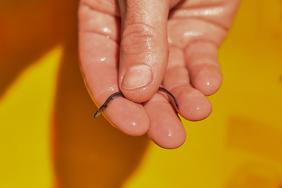American Eel