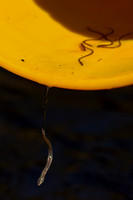 American Eel