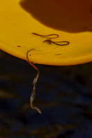 American Eel