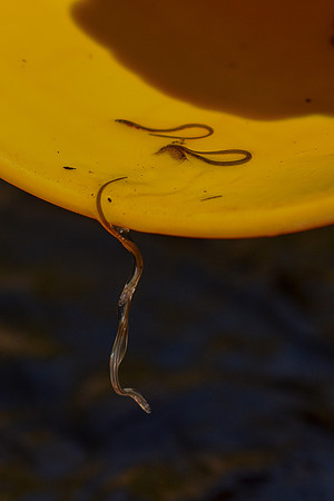 American Eel
