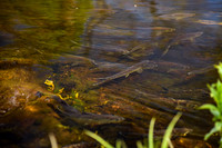 River Herring