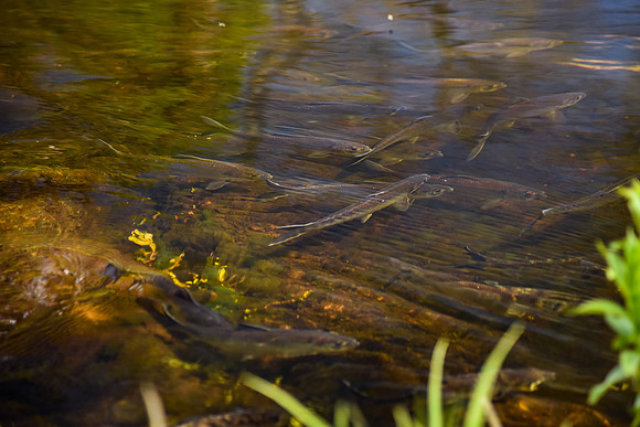 River Herring