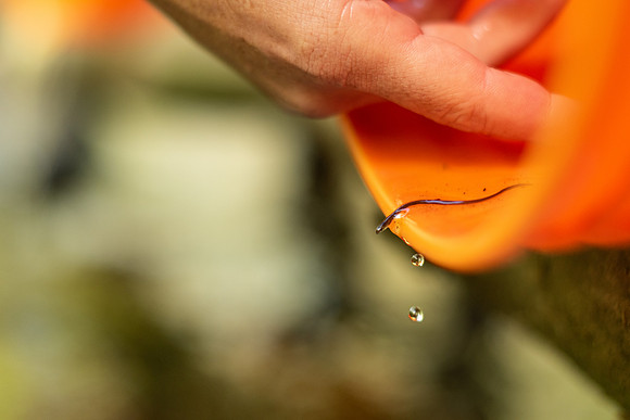 Counting Eels