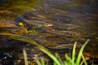 River Herring