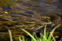 River Herring Migrating, Parker River MA