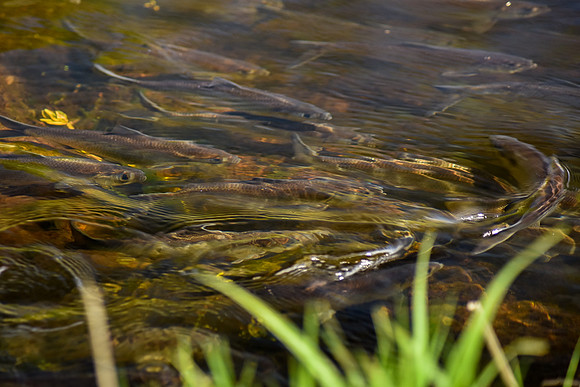 River Herring Migrating, Parker River MA