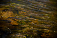 River Herring