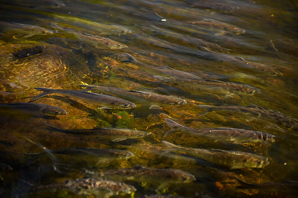 River Herring