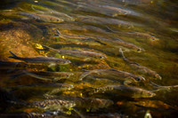 River Herring Migrating