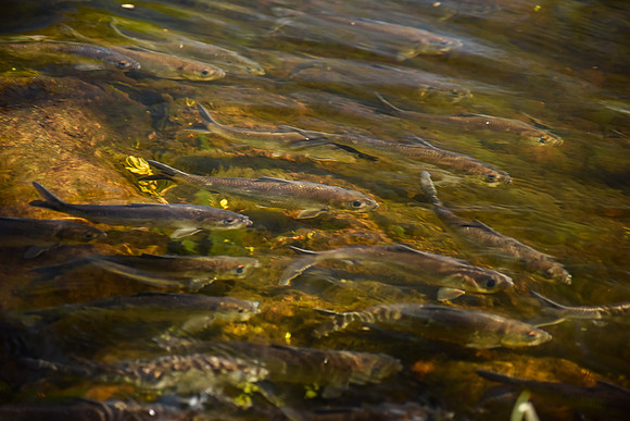 River Herring Migrating