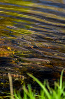 River Herring