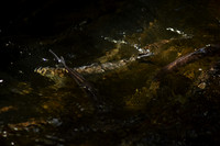 River Herring