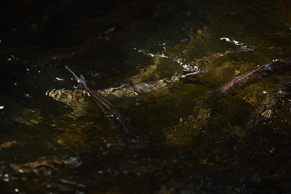 River Herring