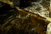 River Herring Migrating Parker River MA