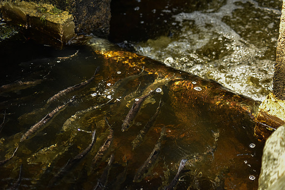 River Herring Migrating Parker River MA