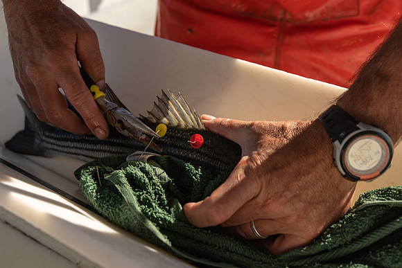 Tagged striped bass
