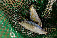 River Herring, Mystic River MA