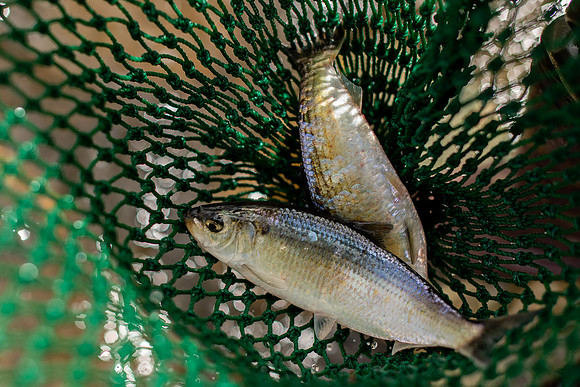 River Herring, Mystic River MA