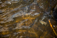 River Herring