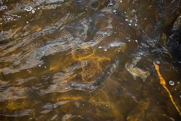 River Herring