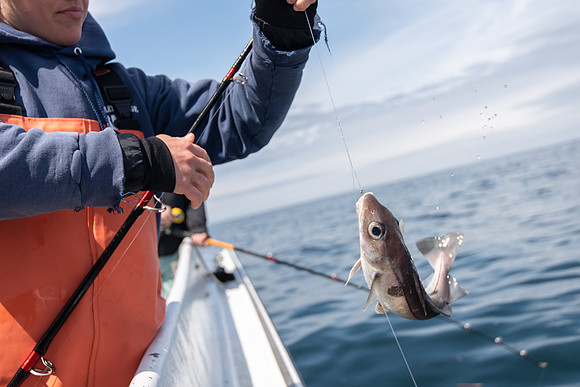 Haddock