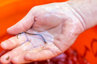 American Eel yearling