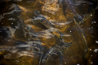 River Herring