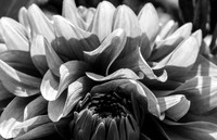 Black and White Dahlia