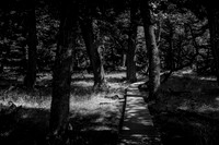 Patagonia Forest