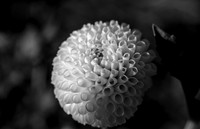 Black and White Dahlia