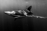 Blue Shark
