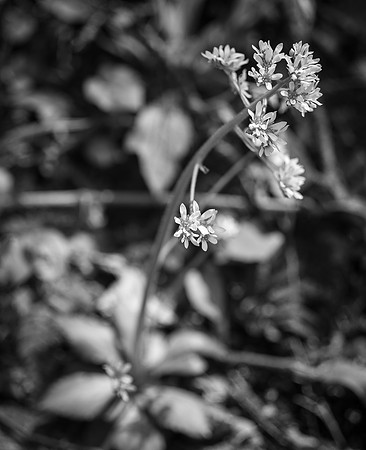Wildflower